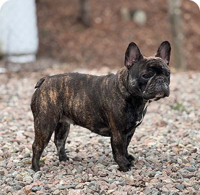 French Bulldog with brindle coat outdoors