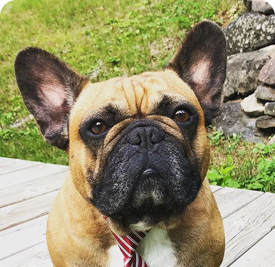 French bulldog with a red striped tie