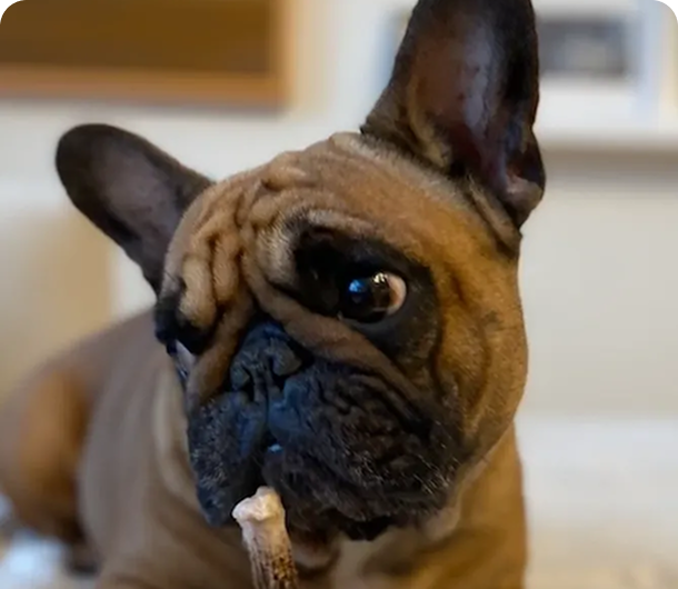 French bulldog focused on a treat