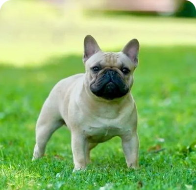 Alert French Bulldog outdoors