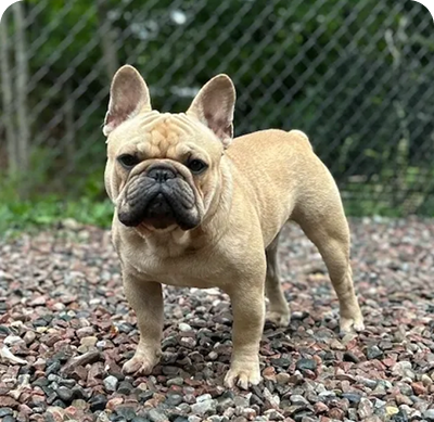 Alert French Bulldog in yard