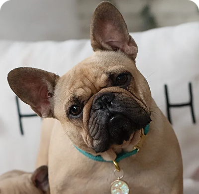 Adorable bulldog sitting indoors, head tilt