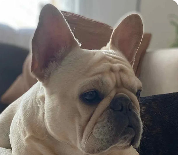 Cute French Bulldog with large ears