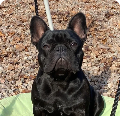 Black French Bulldog sitting on a swing