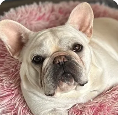 French bulldog resting comfortably