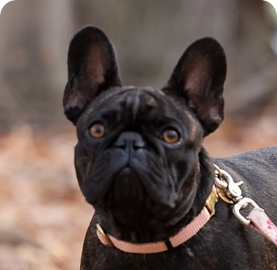 Alert French Bulldog in nature