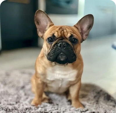 French Bulldog with big ears sitting
