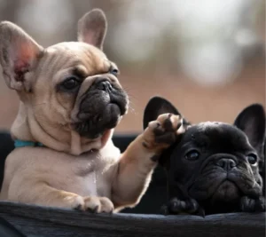 Two French bulldog puppies playing together