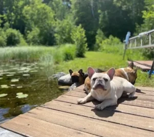 Bulldogs relaxing by a pond