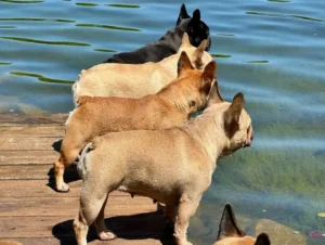 Dogs on dock looking at lake