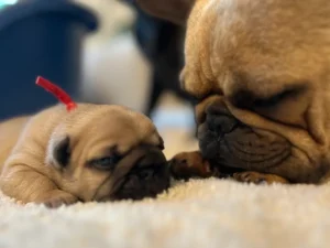 Puppy and adult dog resting together