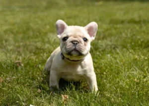 Small dog enjoying sunny day outside