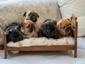 Puppies resting on a tiny wooden bed