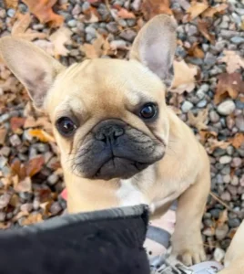 Adorable dog looking up with curiosity