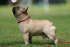 French Bulldog puppy standing on grass