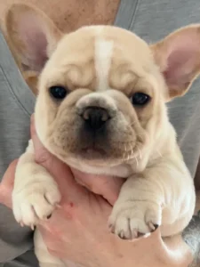 Adorable puppy with floppy ears