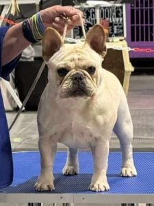 French Bulldog at a dog show