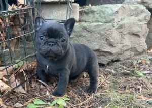 Cute puppy by stone wall