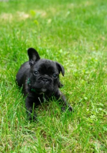 Small dog in a garden