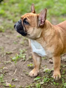 Brown bulldog standing on grass