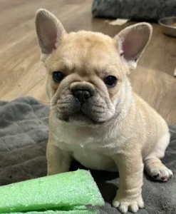 Cute French bulldog puppy on a mat