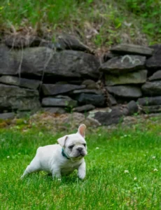 French bulldog puppy on green grass