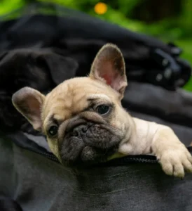 Adorable puppy peeking from a carrier