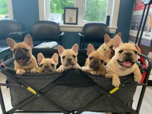 Cute puppies sitting together in a cart