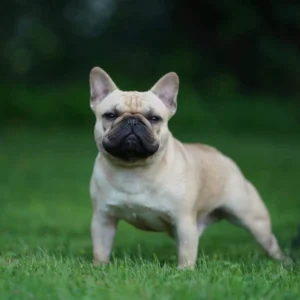 French Bulldog standing on grass