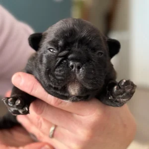 Black puppy held in hands