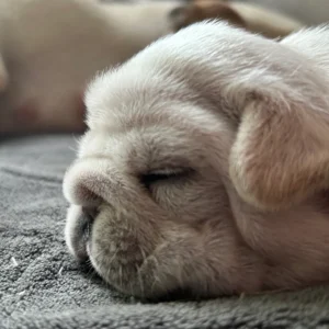 Close-up of a napping puppy