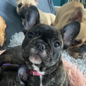 French bulldogs relaxing on a couch