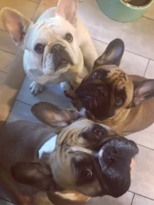 Adorable bulldogs with expressive faces