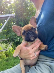Cute puppy enjoying outdoor cuddle
