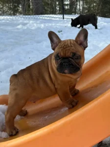 Cute puppy playing on slide in snow