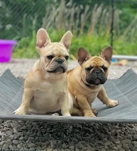 Cute French bulldogs on a mat