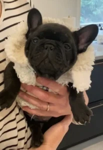 Cute French bulldog in fluffy outfit