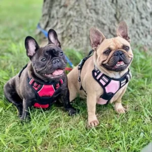 Two French bulldogs sitting on grass