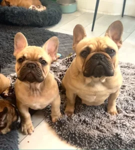 Cute French Bulldog pair sitting together