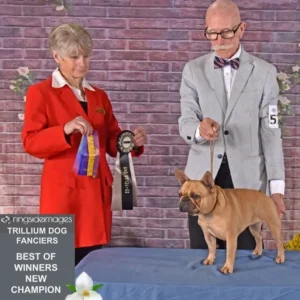 Best of winners dog show scene