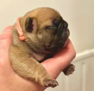 Newborn puppy with orange collar