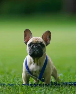 Adorable puppy standing on a leash