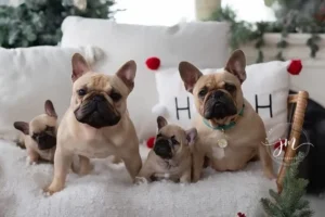 Adorable French bulldogs posing together indoors