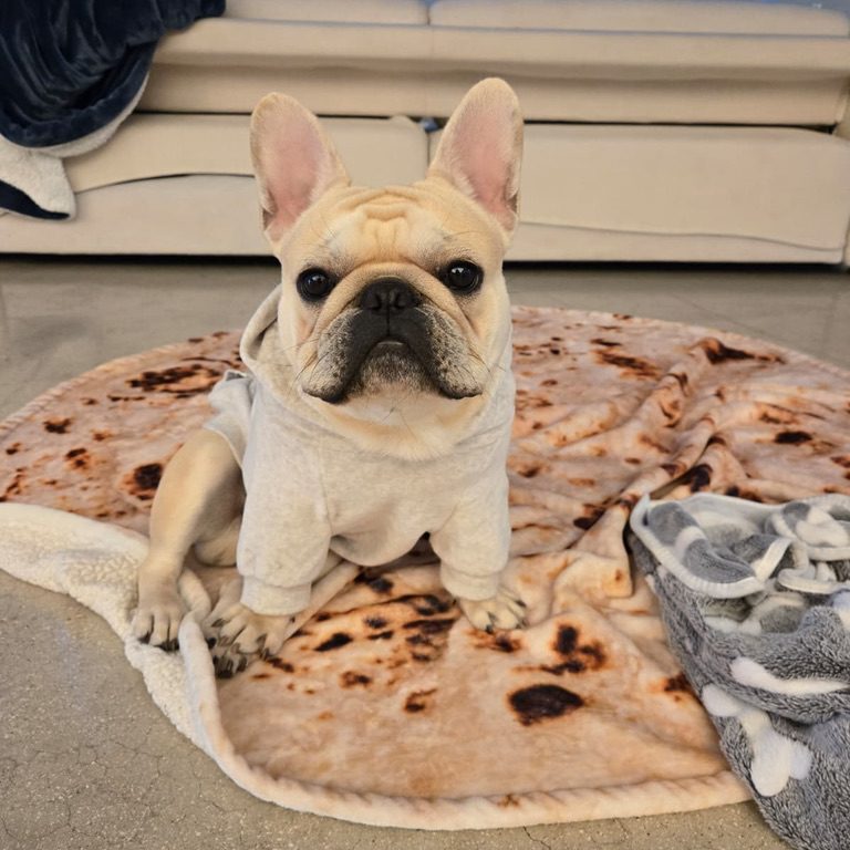 cream french bulldog