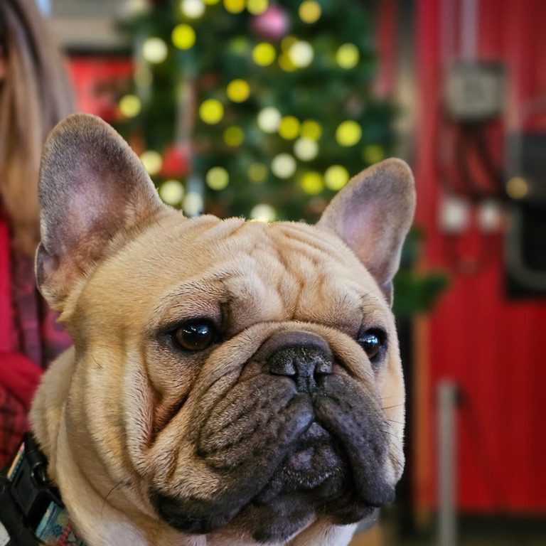 A535206A-DEE3-4674-8F81-8A468599B4C5_1_105_c