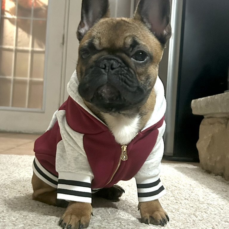 red fawn frenchie football jacket