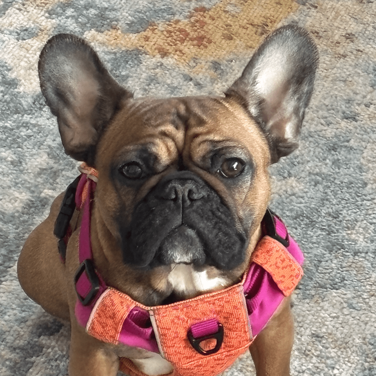 red fawn french bulldog