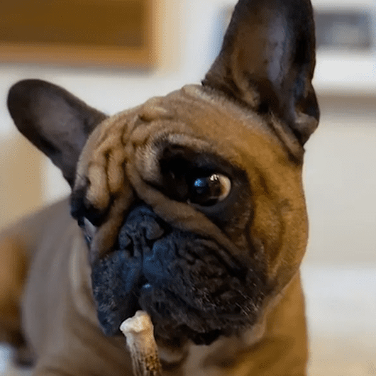 French bulldog focused on a treat