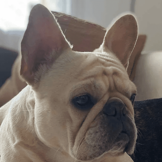 Cute French Bulldog with large ears
