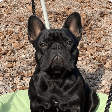 Black French Bulldog sitting on a swing